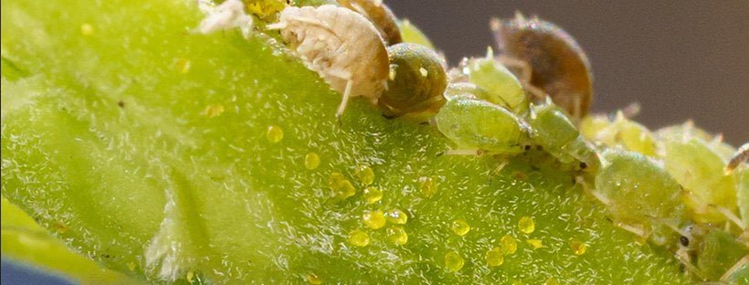 Cómo Eliminar Plagas En Las Plantas
