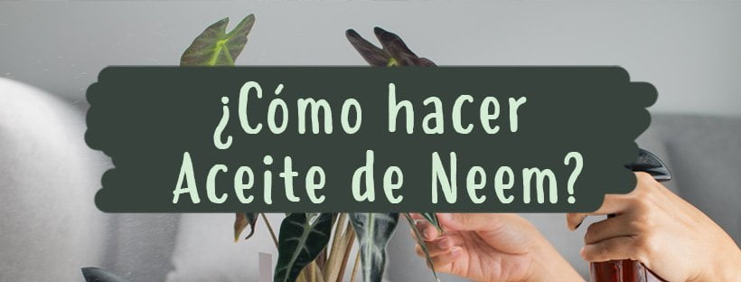 Cómo Hacer Aceite De Neem Para Plantas