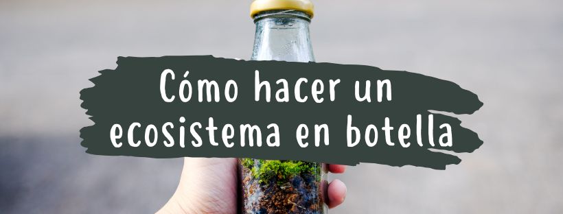 Cómo Hacer Un Ecosistema En Una Botella