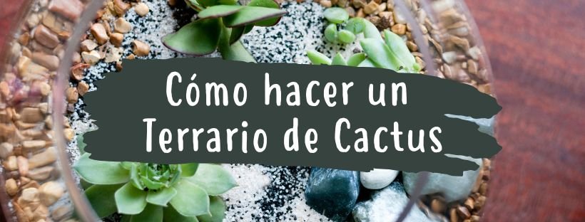 Cómo Hacer Un Terrario De Cactus Y Suculentas