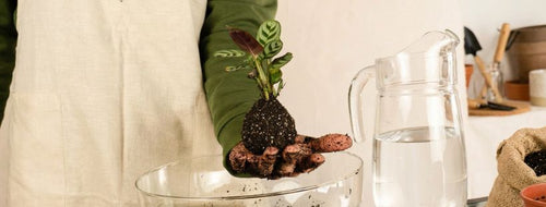 Cómo Hacer Una Kokedama En Casa