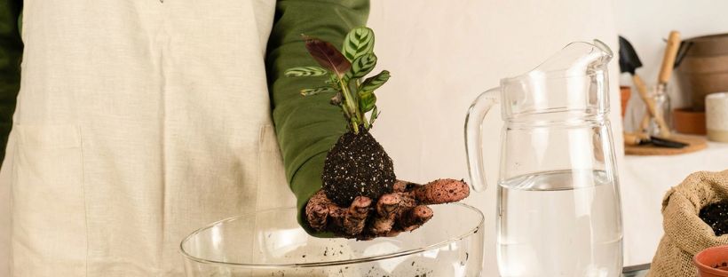 Cómo Hacer Una Kokedama En Casa