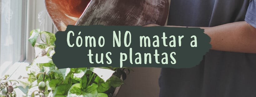 Cómo No Matar A Tus Plantas De Interior Y Exterior