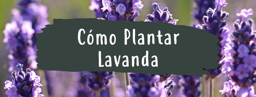 Cómo Y Cuándo Plantar Lavanda