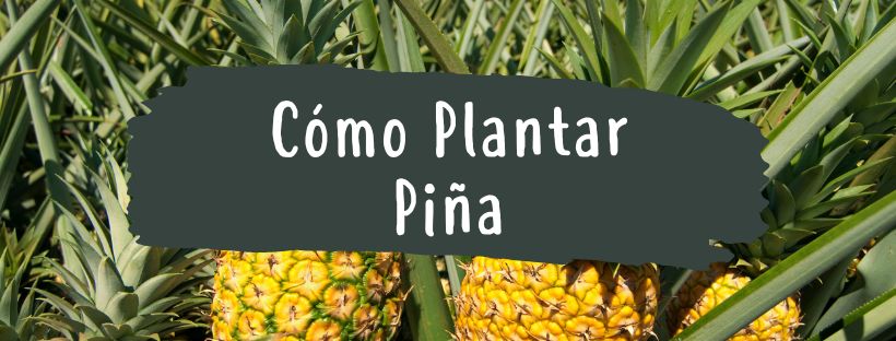 Cómo Y Cuándo Plantar Una Piña