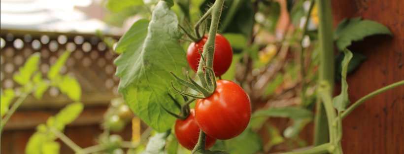 Cómo Plantar Tomates Cherry (Paso A Paso)