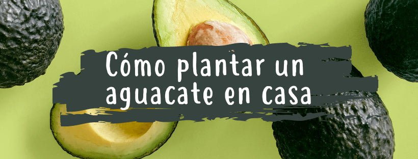 Cómo Plantar Un Aguacate En Casa - Pur Plant