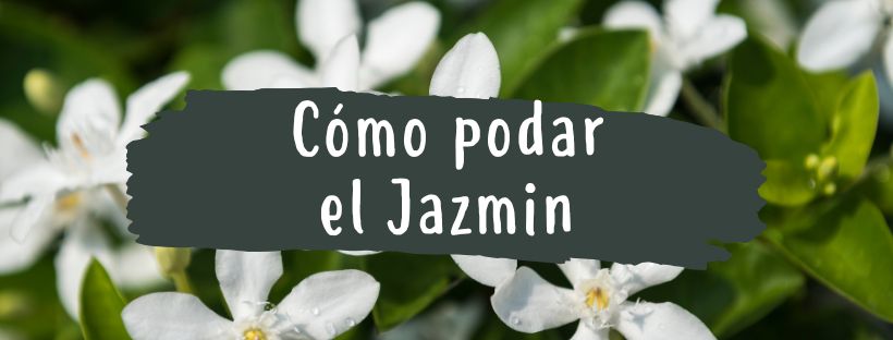 Cómo Y Cuándo Podar Jazminero