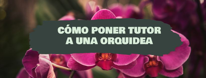 Cómo Poner Un Tutor A Una Orquídea