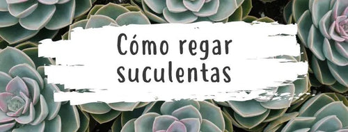 Cómo Regar Las Suculentas Correctamente