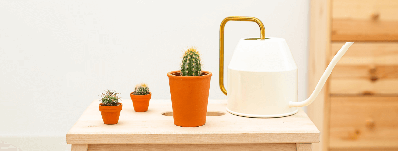 Cómo Regar Los Cactus Correctamente