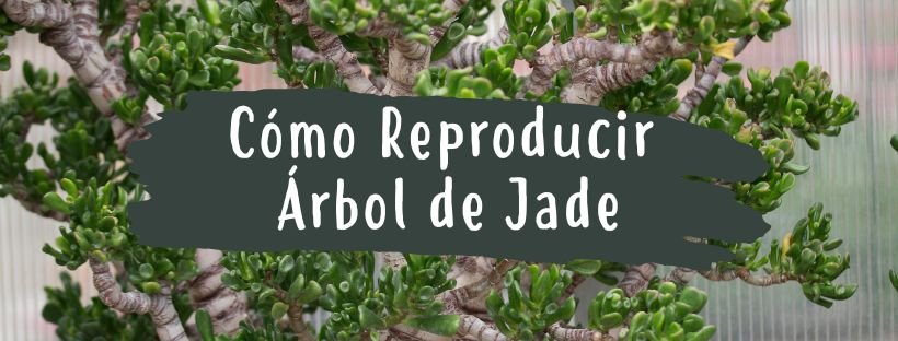Cómo Reproducir El Árbol De Jade