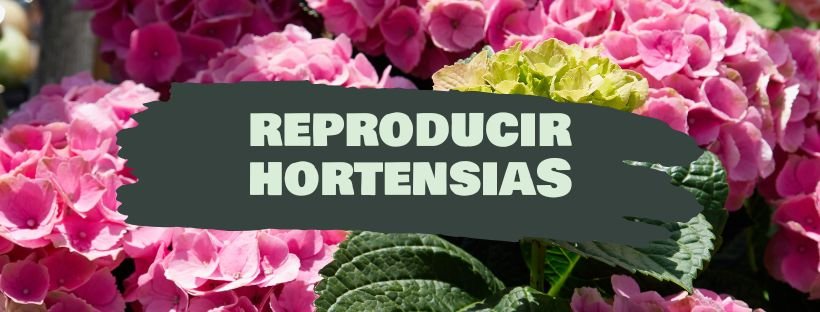 Cómo Reproducir Hortensias Por Esquejes