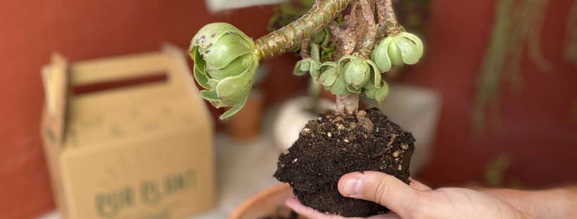 Cómo Salvar Tus Plantas Después Del Verano
