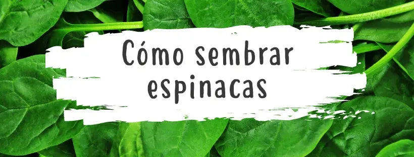 Semillas De Espinacas: Todo Lo Que Necesitas Saber