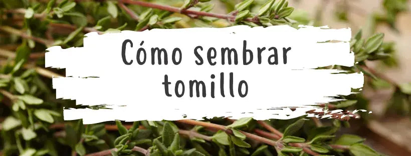 Semillas De Tomillo: Todo Lo Que Necesitas Saber