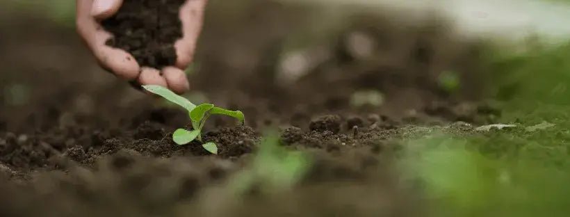 Cómo Tener Un Suelo Vivo