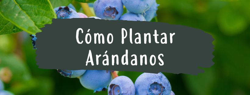Cómo Y Cuándo Plantar Arándanos - Pur Plant