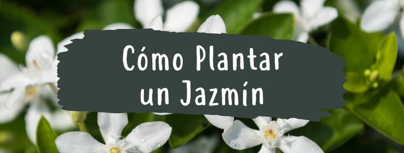 Cómo Y Cuándo Plantar Jazminero