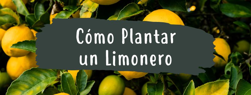 Cómo Y Cuándo Plantar Limonero - Pur Plant