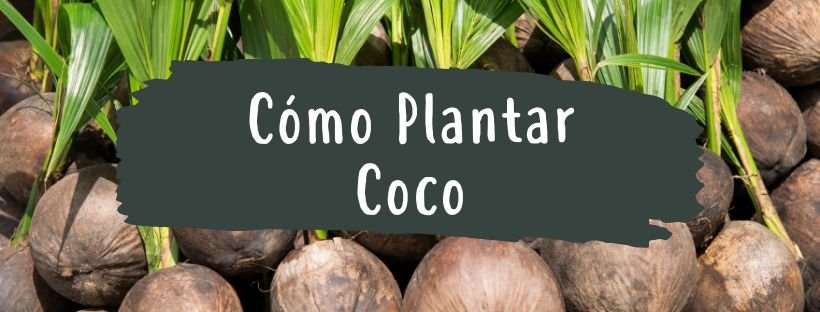 Cómo Y Cuándo Plantar Un Cocotero - Pur Plant