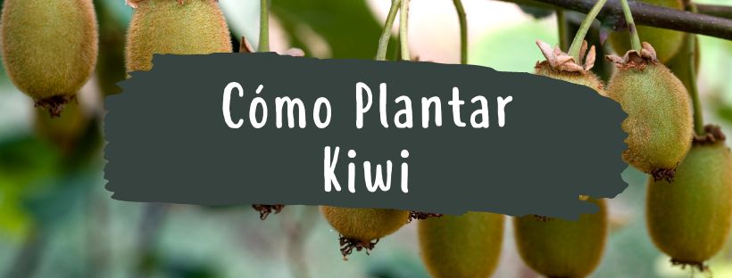 Cómo Y Cuándo Plantar Un Kiwi - Pur Plant