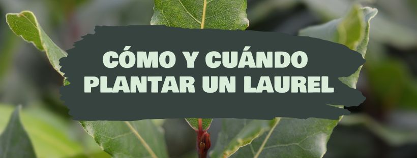 Cómo Y Cuándo Plantar Un Laurel