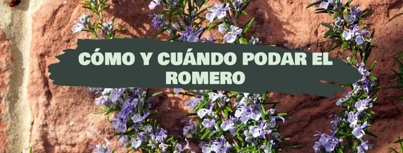 Cómo Y Cuándo Podar El Romero