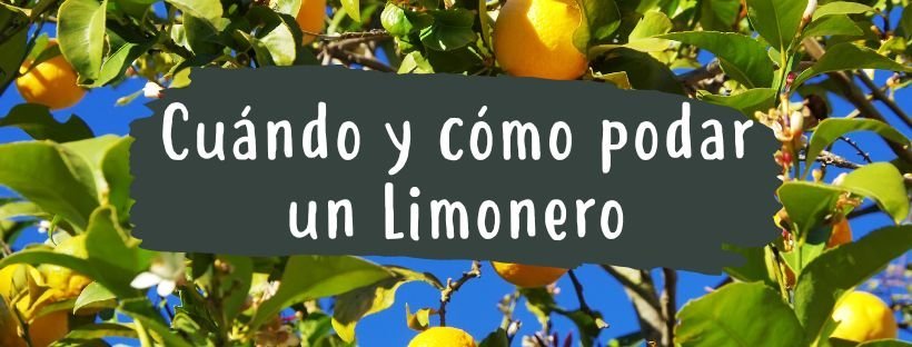 Cómo Y Cuándo Podar Limonero - Pur Plant