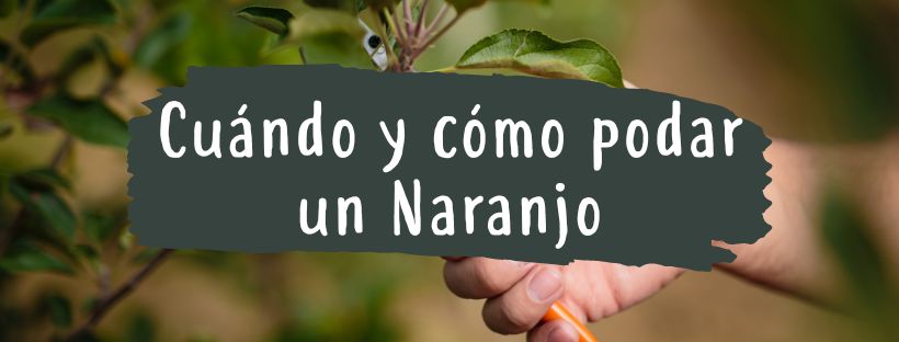 Cómo Y Cuándo Podar Naranjo - Pur Plant