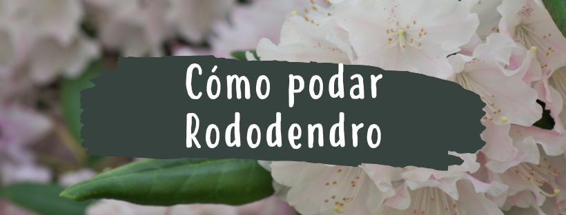 Cómo Y Cuándo Podar Rhododendron