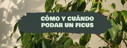Cómo y cuándo podar un Ficus