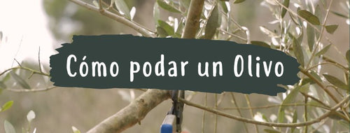 Cómo Y Cuándo Se Poda Un Olivo
