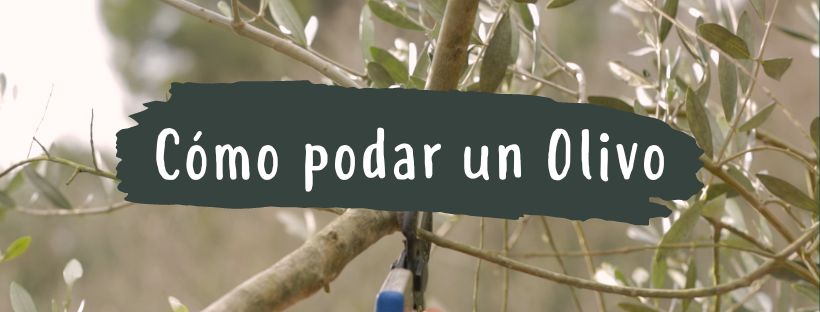 Cómo Y Cuándo Se Poda Un Olivo