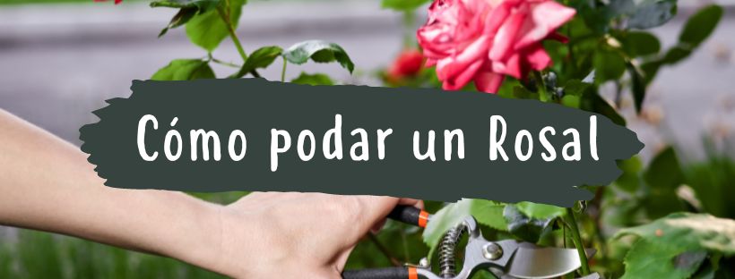 Cómo  Y Cuándo Se Poda Un Rosal