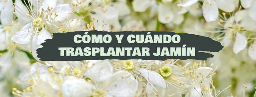 Cómo Y Cuándo Trasplantar Jazmín