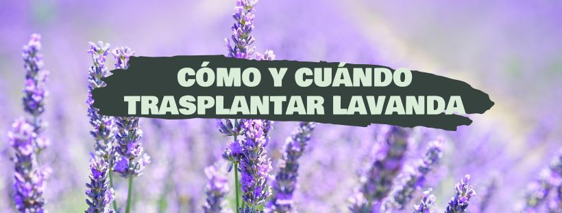 Cómo Y Cuándo Trasplantar Lavanda