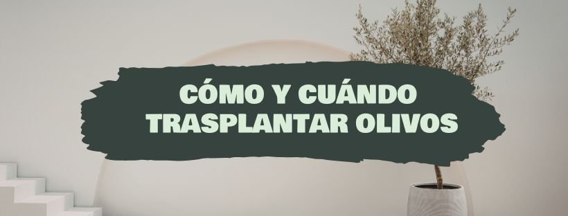 Cómo Y Cuándo Trasplantar Olivos