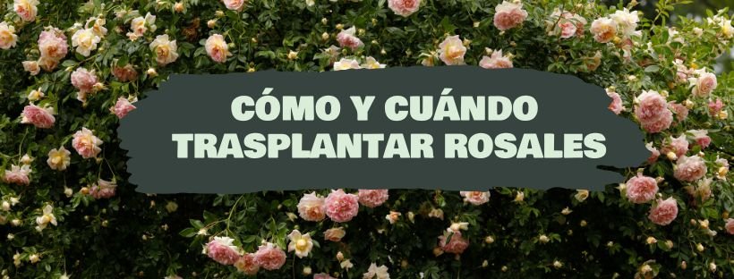 Cómo Y Cuándo Trasplantar Rosales