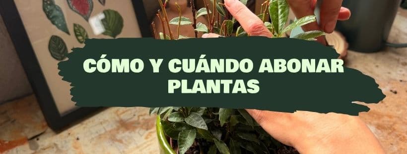 Cómo y cuándo abonar plantas