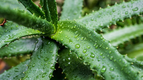 Cómo y Cuándo Podar Un Aloe Vera