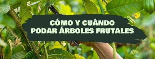Cómo y cuándo podar Árboles Frutales