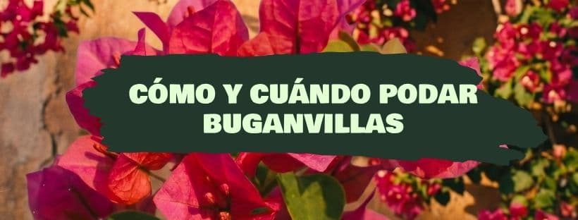 Cómo y cuándo podar una buganvilla