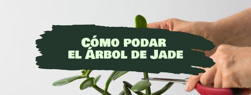 Cómo Y Cuándo Podar Árbol De Jade