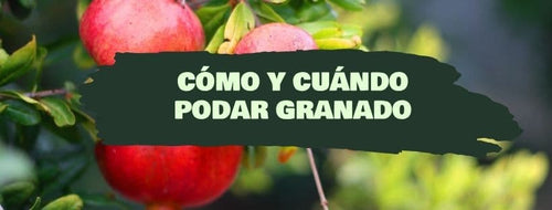 Cómo y cuándo podar un granado