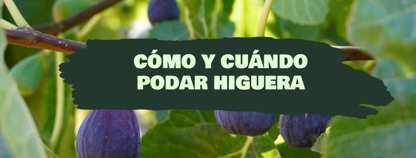 Cómo y cuándo podar una higuera