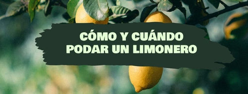 Cómo Y Cuándo Podar Limonero