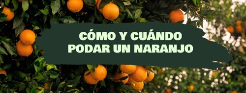 Cómo Y Cuándo Podar Naranjo