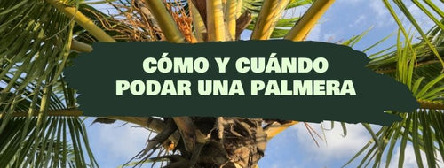 Cómo y Cuándo Podar Una Palmera