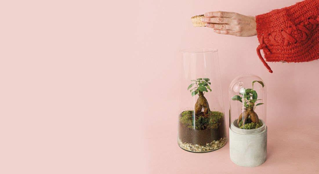 Cómo Hacer Un Jardín En Bol